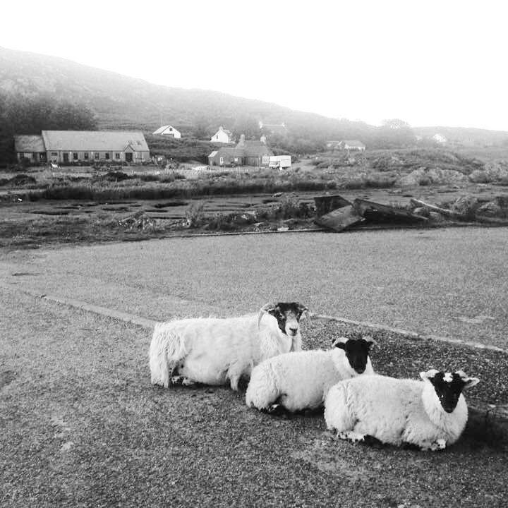 Colonsay sheep